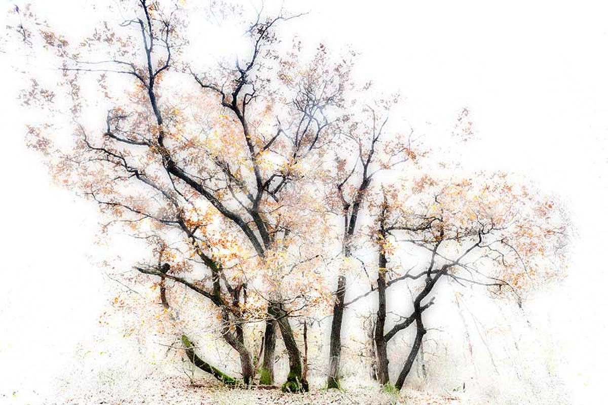 Bosco degli alberi danzanti ©Erminio Annunzi 2012 per osservatoriodigitale di giugno 2013, n.o 41