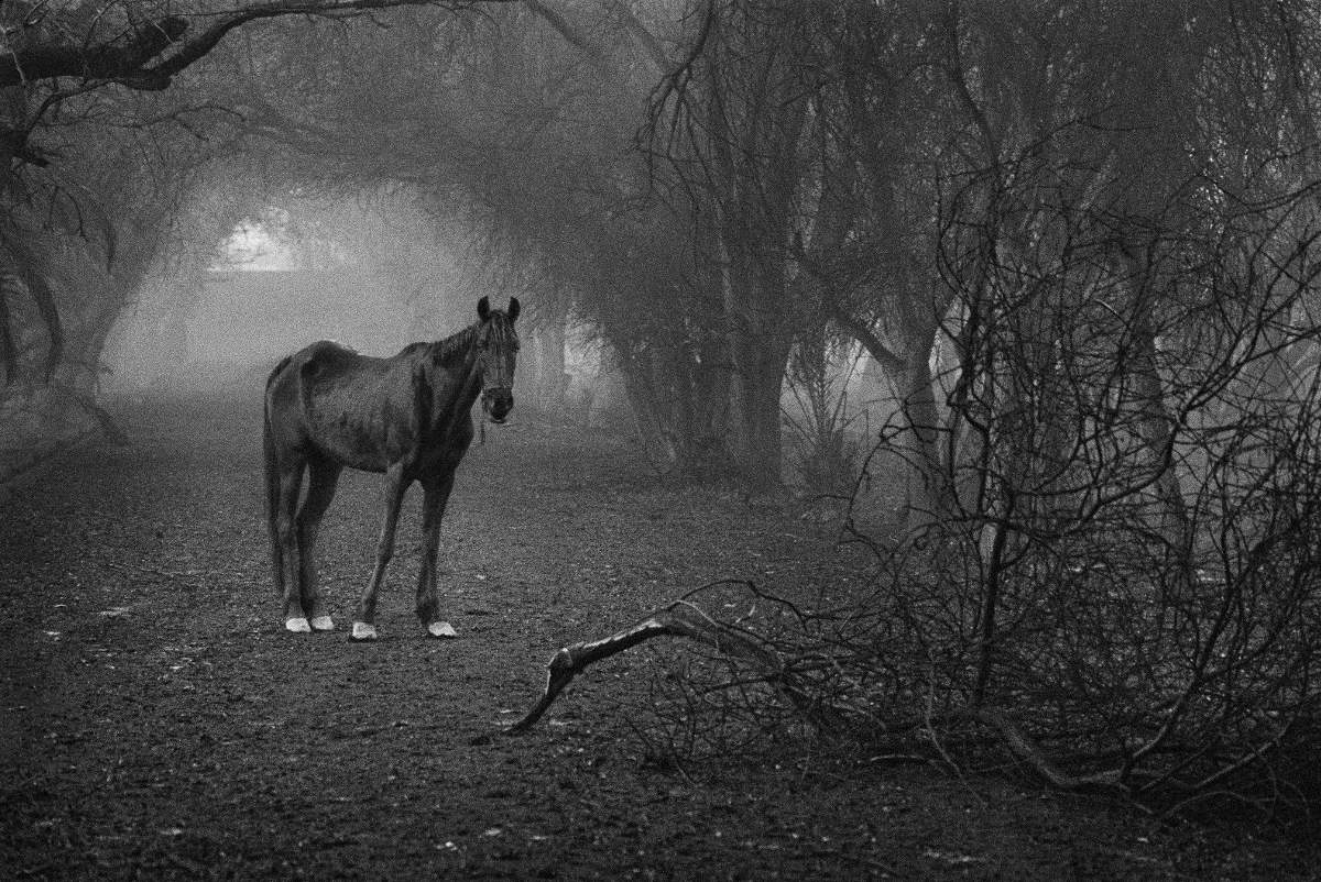 Un cavallo che apparteneva alla scuderia reale cerca erba in un bosco che prima era la sua casa. Kuwait, 1991. © Sebastião Salgado/Amazonas Images/Contrasto 
