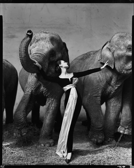 Dovima e gli elefanti, Richard Avedon ©2008 The Richard Avedon Foundation
