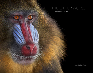 The other world. Animal Portraits