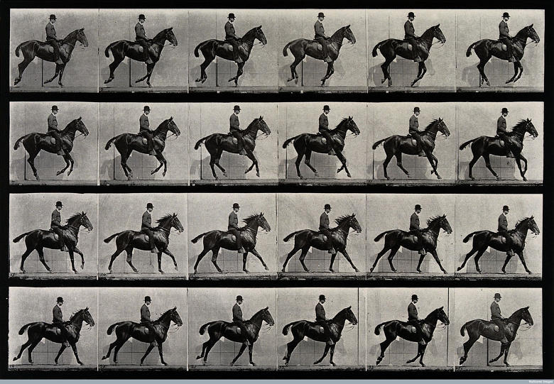 A cantering horse and rider, di Eadweard Muybridge, 1887 (da Photofestival 2016)
